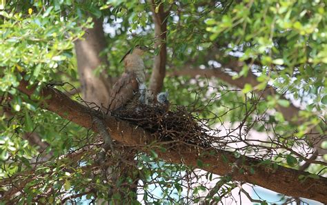 陽台有鳥築巢|【鳥在陽台築巢怎麼辦】鳥兒築巢霸佔陽台？不用傷牠們就能輕鬆。